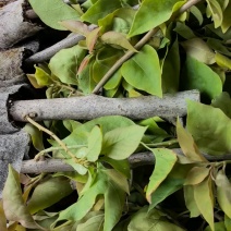 三角梅多品种四季开花树苗云南紫爬藤重瓣带原土绿樱庭院勤花