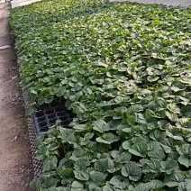 山东寿光市苦瓜苗基地直发量大从优大棚露天都可种