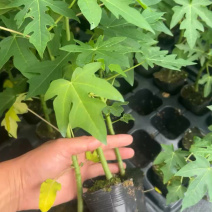 红肉水果木瓜苗、大青木瓜苗，量大从优，欢迎采购