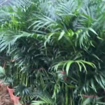 广东基地直销超大盆富贵椰子1.5-1.6自然高度电商货大