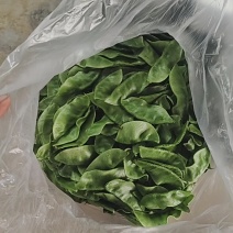 山东精品眉豆产地货源充足保质保量欢迎咨询