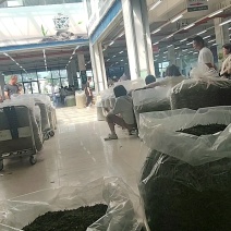 安吉白茶遂昌白茶毛峰茶大量供应可视频看货一手货源