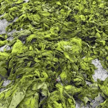 自家鱼塘、田间大量水青苔、水苔现货！鲜青苔、干水苔都有。
