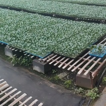 白菜苗吉锦黄心3号黄心白菜品种保证质量保证一级苗