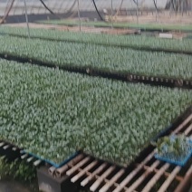 苦瓜苗东风22绿龙系列理想系列安琪罗强磁油亮形