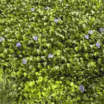 水葫芦