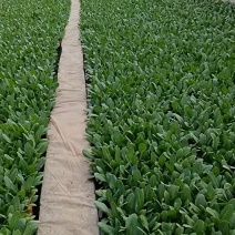 油麦菜苗需要的联系保证质量成活率高，现拔现发价格美丽