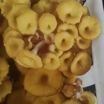 食用菌鲜品，榆黄菇（鸡油菌，黄金菇）鲜菇，