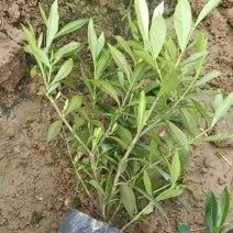 小叶栀子花
