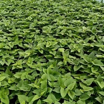 番薯叶每筐30斤