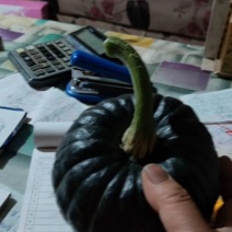 贝贝南瓜产地，，贝贝南价格行情，交通方便