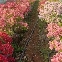 1.3高棒棒糖木架流一棵一批发