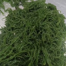 【推荐】福建精品龙须菜供应市场商超电商品质保证量大从优