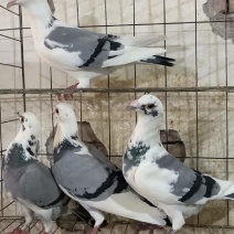 信鸽精品蝴蝶背
