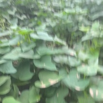 哈密红薯苗保质保量大量现货根系发达成活率高
