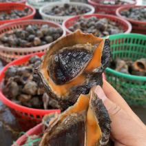 海螺江苏大海螺大量有货规格大小齐全可视频看货
