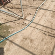 花叶芦竹价格，花叶芦竹基地，水路两用花叶芦竹
