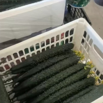 辽宁细条密刺黄瓜绿心黄瓜新鲜黄瓜可视频看货欢迎来电