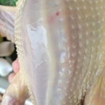 现宰白色肉鸽