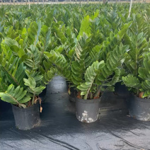 【规格25】金钱树雪铁芋室内办公绿植盆栽花卉净化空气