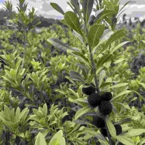 树上熟荸荠梅硬度够甜度高