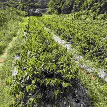 树仔菜