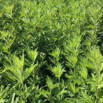 水菖蒲，端午新鲜菖蒲，量大，基地直供，日产量50万把！