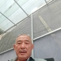 毛桃树苗（1一3年生桃树原生苗），根系完好，成活率高。