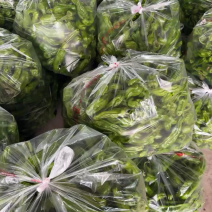 精品薄皮椒大量上市品质保证量大从优一手货源