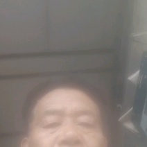 韭菜根