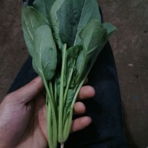 菠菜35~40厘米