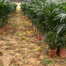 广东基地直销超大盆富贵椰子1.5-1.6自然高度电商货大