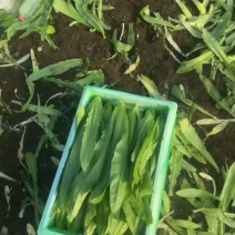 新鲜油麦菜，货源充足，量大从优，欢迎致电