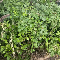 桑托斯马鞭草马鞭草苗马鞭草杯苗马鞭草种苗