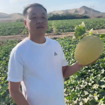 新疆吐鲁番精品哈密瓜金色年华/产地直发量大价优诚信经营