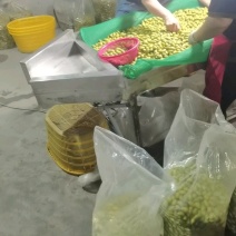 青橄榄，产地一手货源，量大优惠，可视频看货，欢迎合作