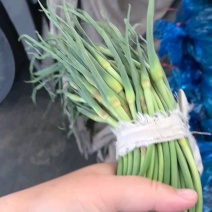 蒜苔大量供应代收代存代发各地市场产地批发质量保证
