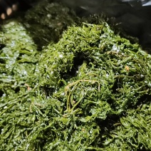 霞浦嫩鞭炮笋新鲜头茬盐渍长寿菜马尾藻海草商用火锅凉拌羹汤食材