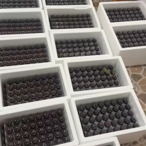 苏州东山乌紫杨梅火热🔥销售中