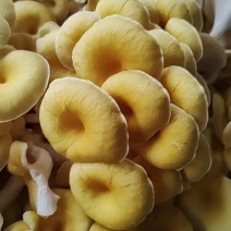 食用菌鲜品，榆黄菇（鸡油菌，黄金菇）鲜菇，