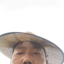 邯郸精品大叶波菜保质保量大量有货，欢迎订购