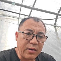 冬瓜苗蔬菜苗产量高口感好价格实惠成活率高欢迎联系
