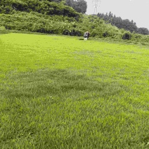 台湾草