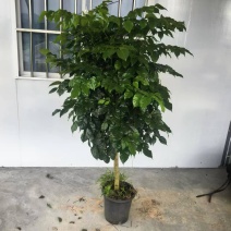 幸福树单杆