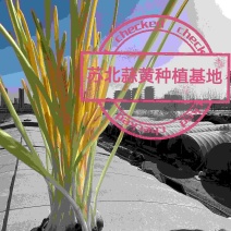 苏北蒜黄种植基地