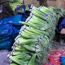 山东金乡红帽蒜薹大量供应常年有货可发全国各地