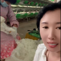 长毛兔，60天可以长一斤毛，产毛量大品种纯，一个月一窝