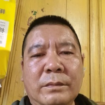长青豆长豇豆，60~70公分精品新苗冬季大棚新苗货