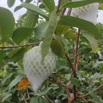 广东白心番石榴芭乐基地直供质量保证一手货源对接商超