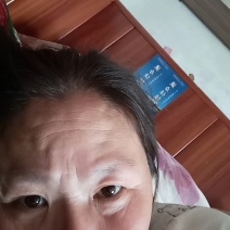 【冬枣原生苗】沾化枣树苗，全国代发，品质保证合作共赢